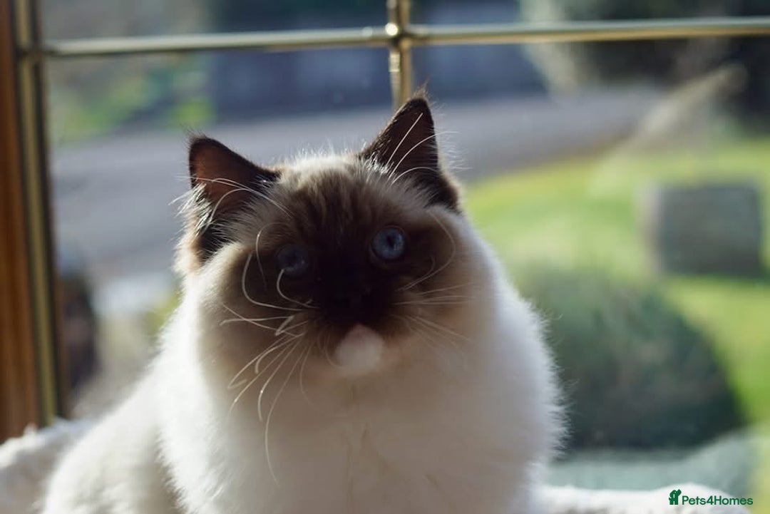 Ragdoll cats for sale: Pedigree Adult Ragdolls  - Advert 27