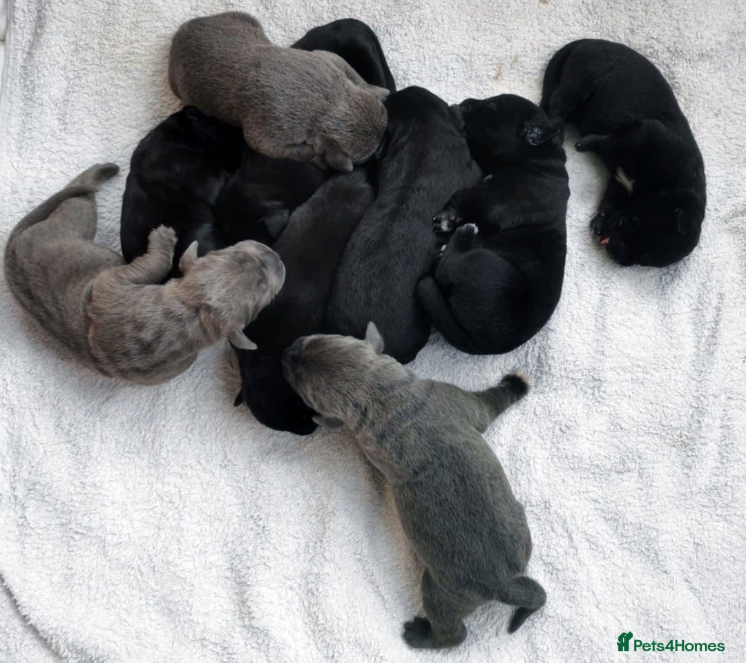 Cane Corso dogs for sale: Cane Corso Puppies from Exceptional Bloodlines - Advert 4