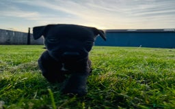 Patterdale Terrier dogs for sale: Patterdale Terrier Puppy - Image 2