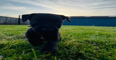 Patterdale Terrier dogs - Advert 6