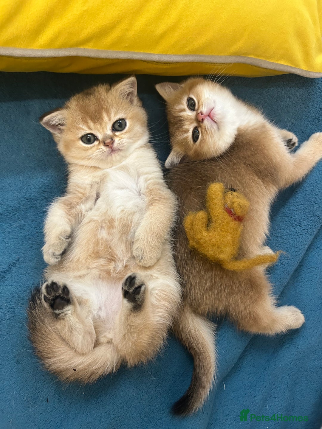 Scottish Fold cats for sale: Gold chinchilla baby’s available  - Advert 20