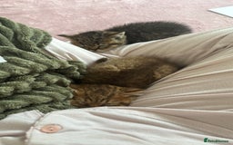 British Shorthair cats for sale: ✨Beautiful British Shorthair Kittens Ready now✨ - Image 10