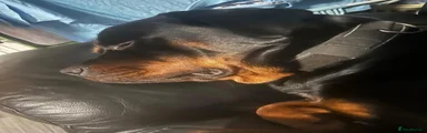 Rottweiler 1