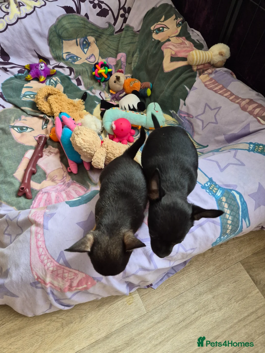 Chihuahua dogs for sale: Chihuahua - Advert 1