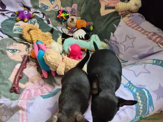 Chihuahua dogs Chihuahua - Advert 1