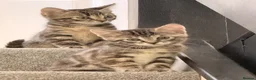 Mixed Breed cats for sale: Kittens  - Advert 3