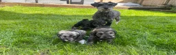 Schnoodle dogs for sale: Gorgeous Schnoodle Puppies  - Advert 2