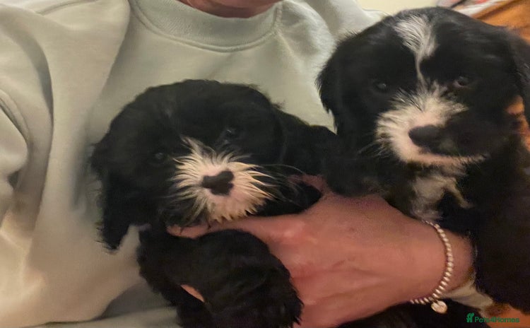 Cavapoo dogs - Advert 1