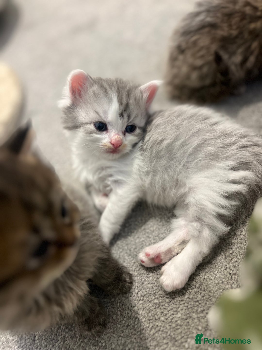 Mixed Breed cats for sale: Half Persian chinchilla and Taby mixed breed - Image 6