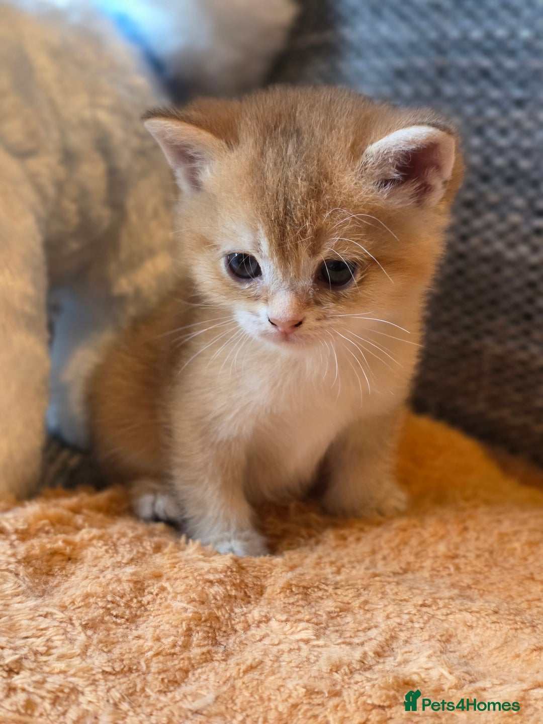 British Shorthair cats for sale: British shorthair Tica😻😽🐈😺😍🌹🌸🌼 - Advert 11