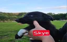 Mixed Breed dogs for sale: Girl TRI- due to unforseen circumstances - Image 13