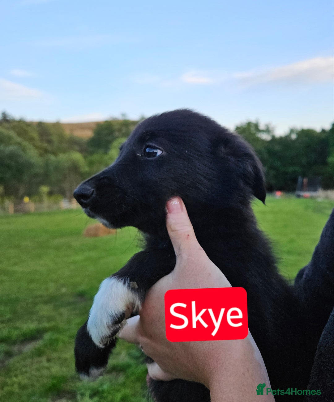 Mixed Breed dogs for sale: Girl TRI- due to unforseen circumstances - Image 13