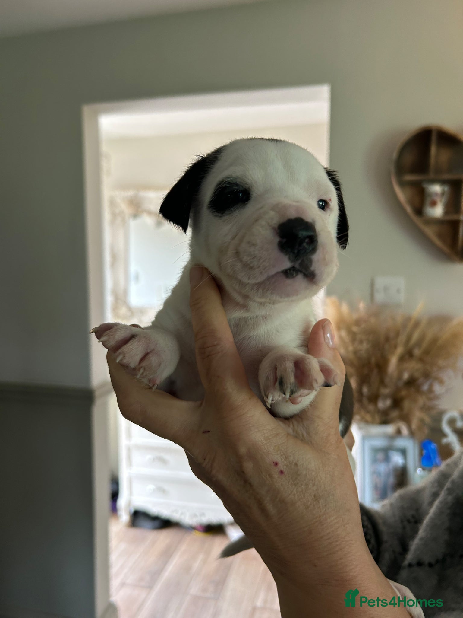 Mixed Breed dogs for sale: Last two puppies  remaining  - Advert 14