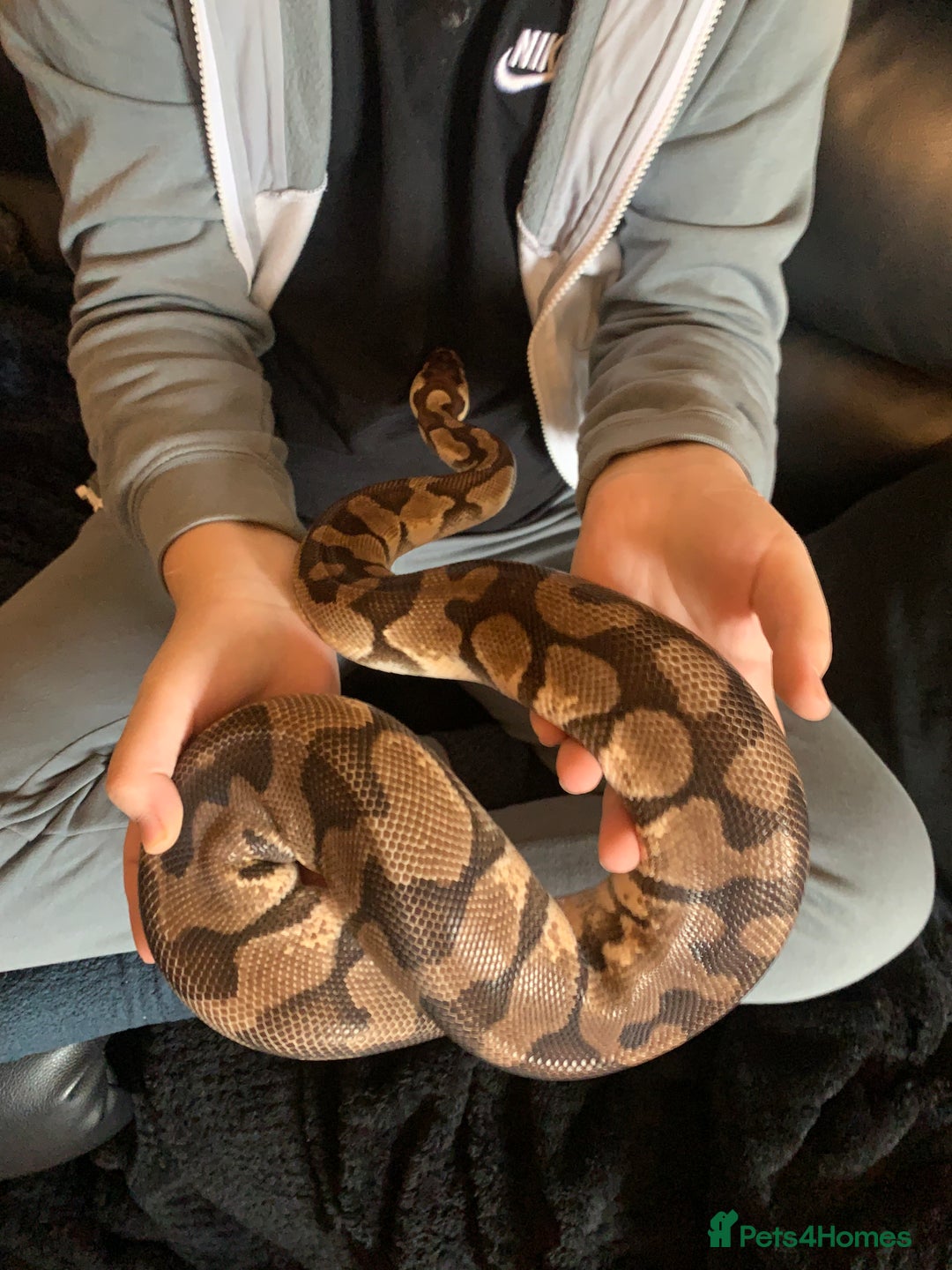 Python Snake reptiles for sale: Ball pythons for sale - Advert 7