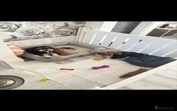 Cavapoo dogs for sale: Health tested parents  - Image 7