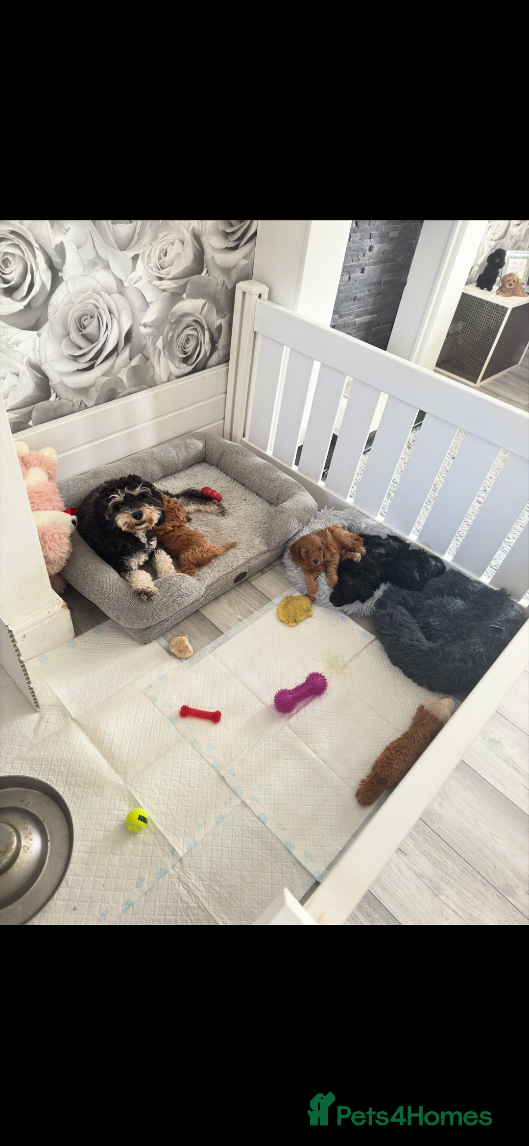 Cavapoo dogs for sale: Health tested parents  - Image 7