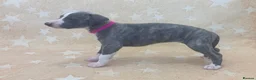 Whippet dogs for sale: Top quality KC registered Whippet pups - Advert 8