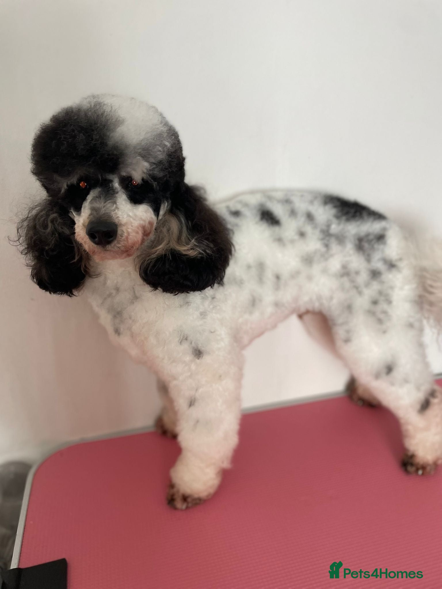 Miniature Poodle dogs Parti poodle for stud  - Advert 6