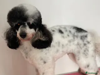 Miniature Poodle dogs Parti poodle for stud - Advert 6