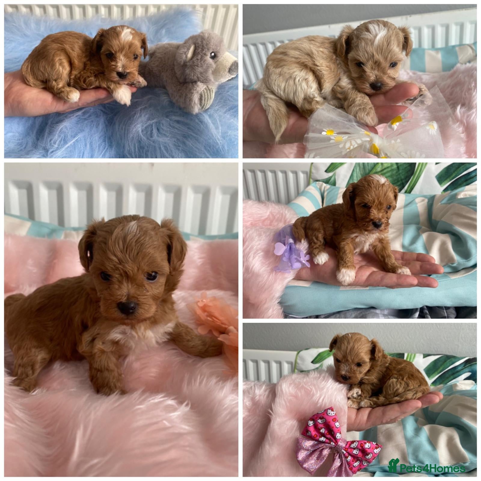 Maltipoo dogs DNA Asian maltipoo puppies  - Advert 11