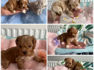 Maltipoo dogs DNA Asian maltipoo puppies - Advert 16
