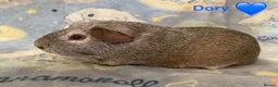 Guinea Pig rodents for sale: Gorgeous baby Guinea pigs - Advert 13