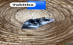 Hamster rodents for sale: Beautiful baby hamsters. Russian Dwarf and Syrian - Image 39
