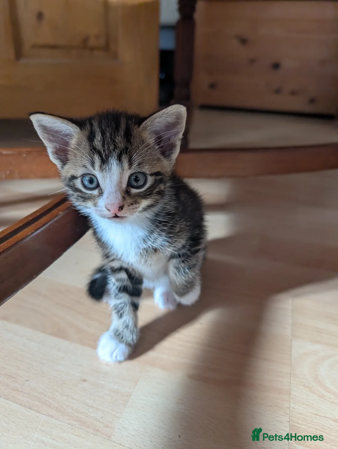 Mixed Breed cats for sale: Beautiful kittens  in Southampton - Advert 4