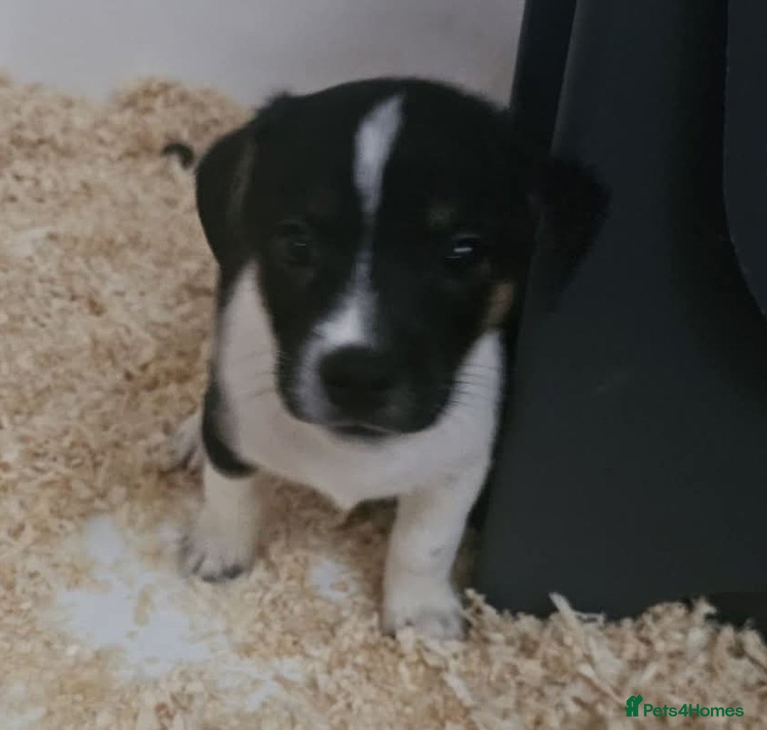 Jack Russell dogs for sale: Stunning Jack Russell ( smooth coat ) - Image 19