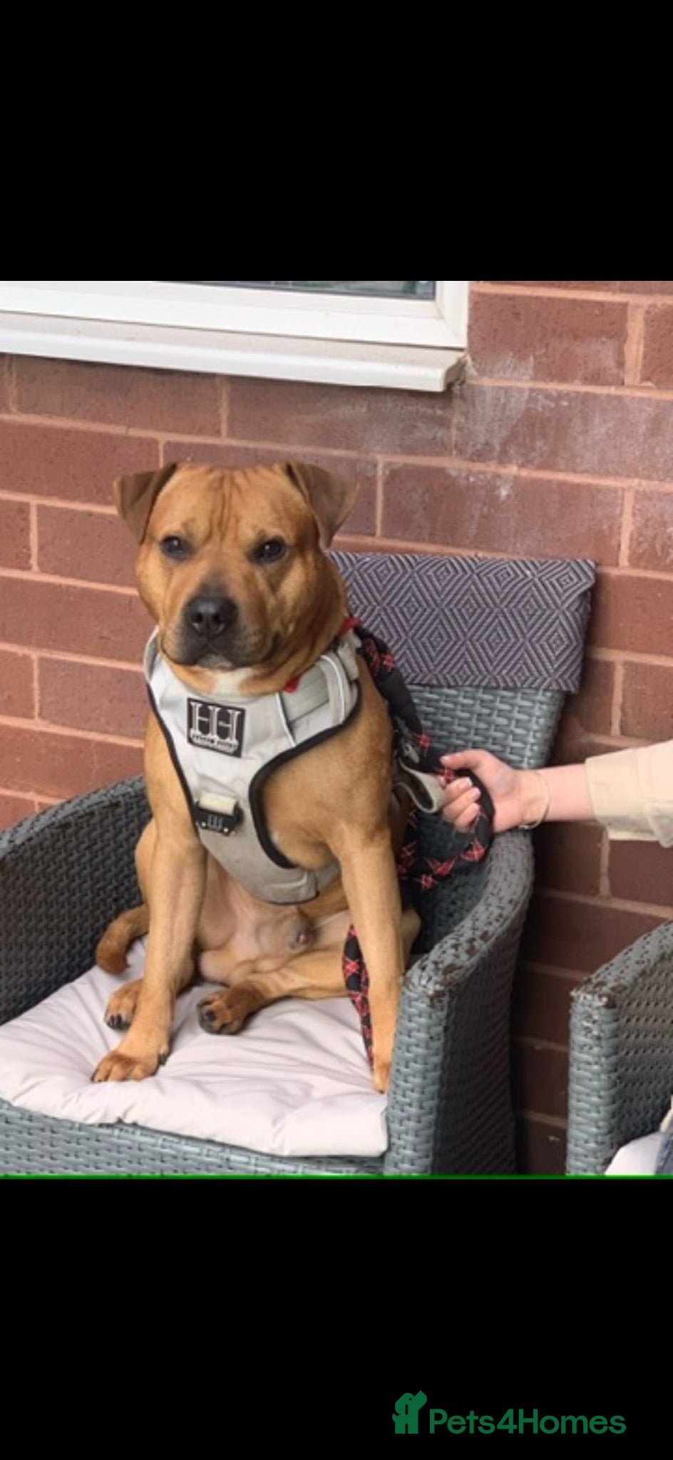Mixed Breed dogs Staffy cross male - Advert 12