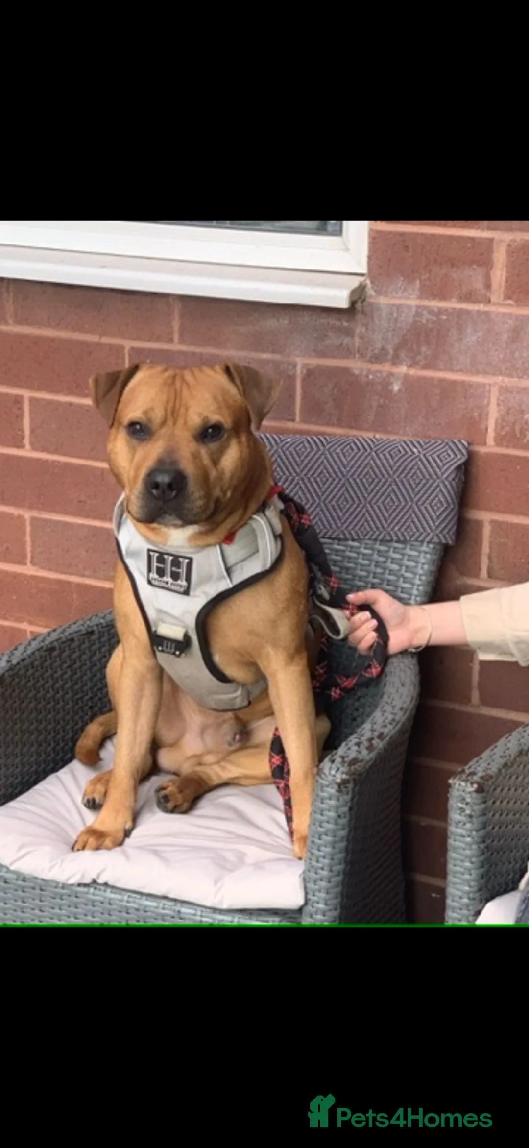 Mixed Breed dogs for sale: Staffy cross male - Advert 1