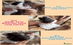 Guinea Pig rodents for sale: LONG HAIRED GUINEA PIGS 2 Boys 1 Girl - Image 3