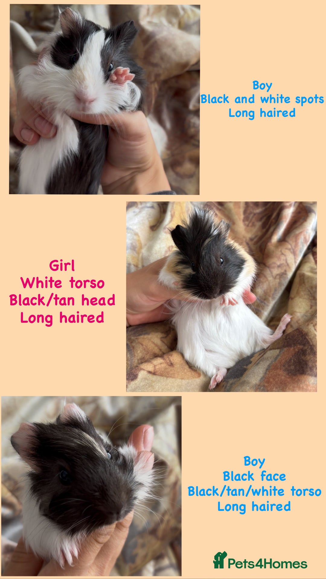 Guinea Pig rodents for sale: LONG HAIRED GUINEA PIGS 2 Boys 1 Girl - Image 3