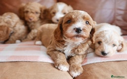 Cavapoo dogs for sale: Stunning F1b Health Tested Miniature Cavapoos - Image 7