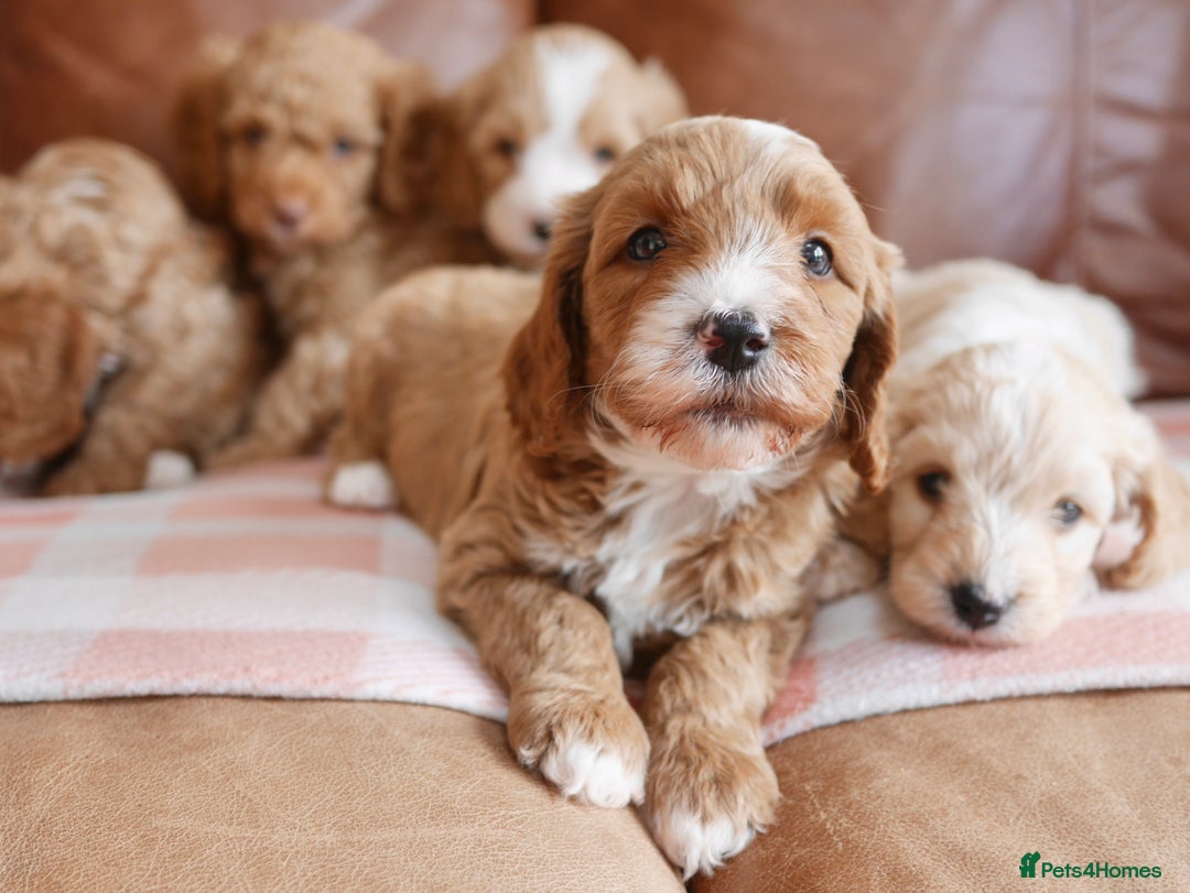 Cavapoo dogs for sale: Stunning F1b Health Tested Miniature Cavapoos - Image 7