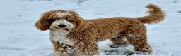 Irish Doodle dogs for sale: Mini Irish Doodle x Australian Labradoodle  - Advert 11