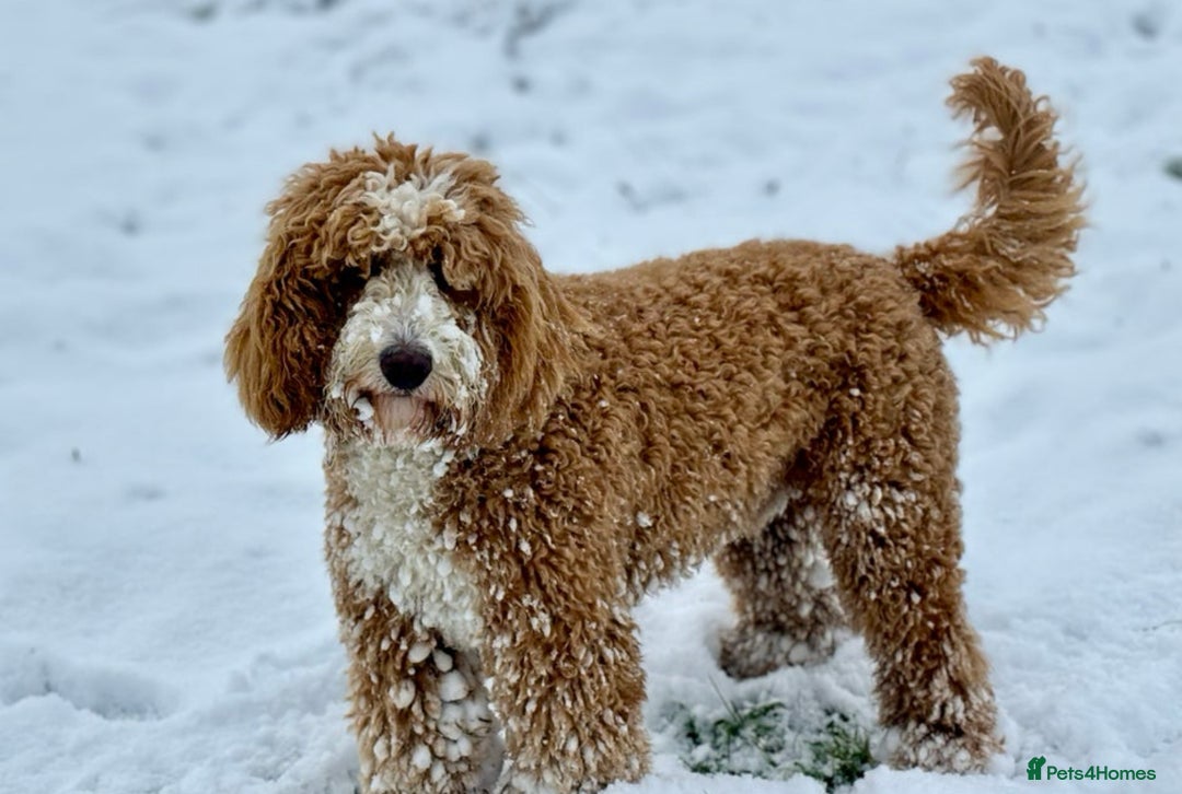 Irish Doodle dogs for sale: Mini Irish Doodle x Australian Labradoodle  - Advert 11