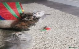 Persian cats for sale: Beautiful  silver shaded chinchilla Persian x bsh - Image 14