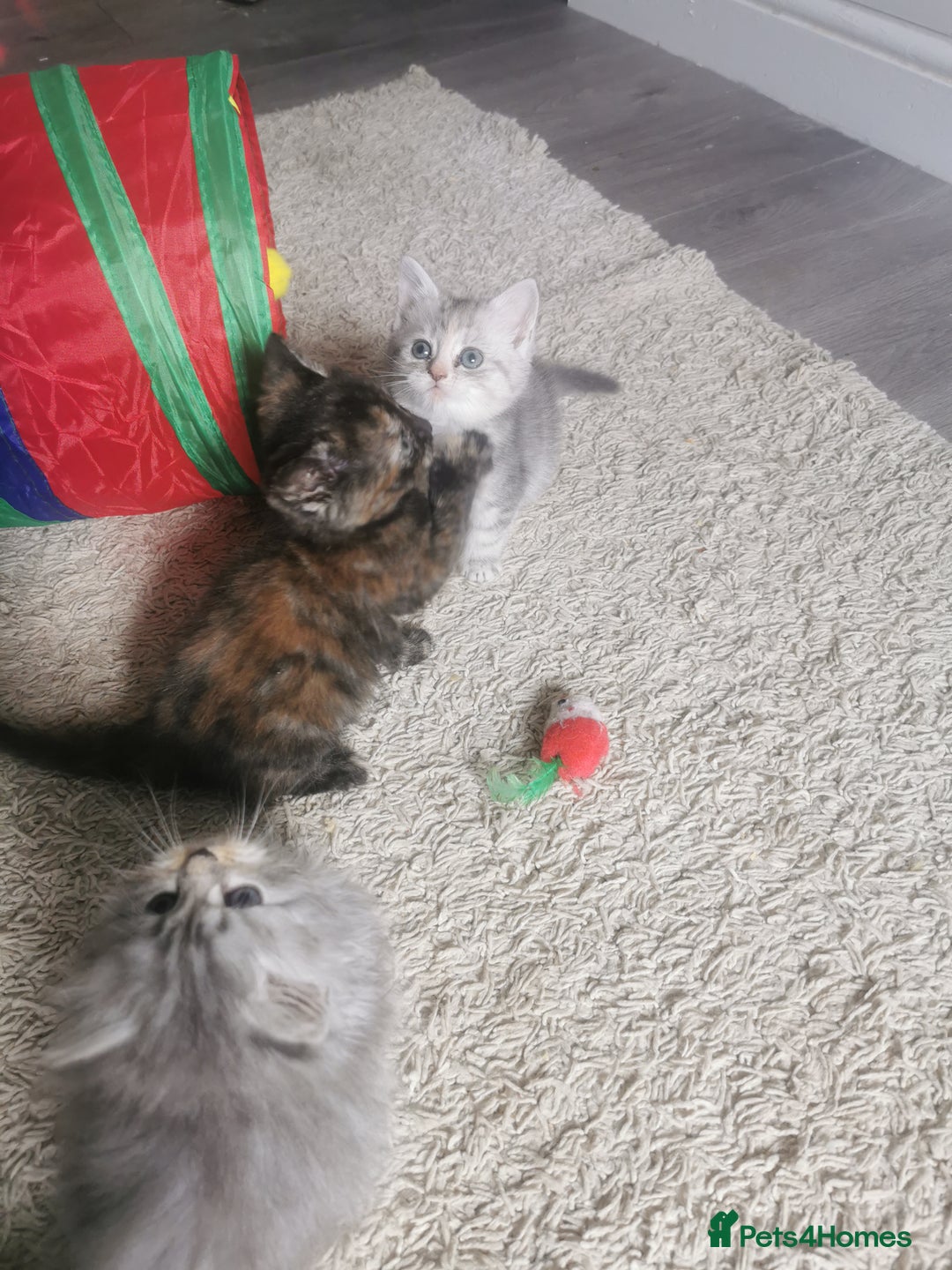 Persian cats for sale: Beautiful  silver shaded chinchilla Persian x bsh - Image 14
