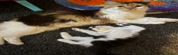 Mixed Breed cats for sale: Two sisters ready to go to their forever home - Advert 8