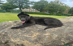 German Shepherd dogs for sale: Grey German Shepherd pup for sale - Image 4