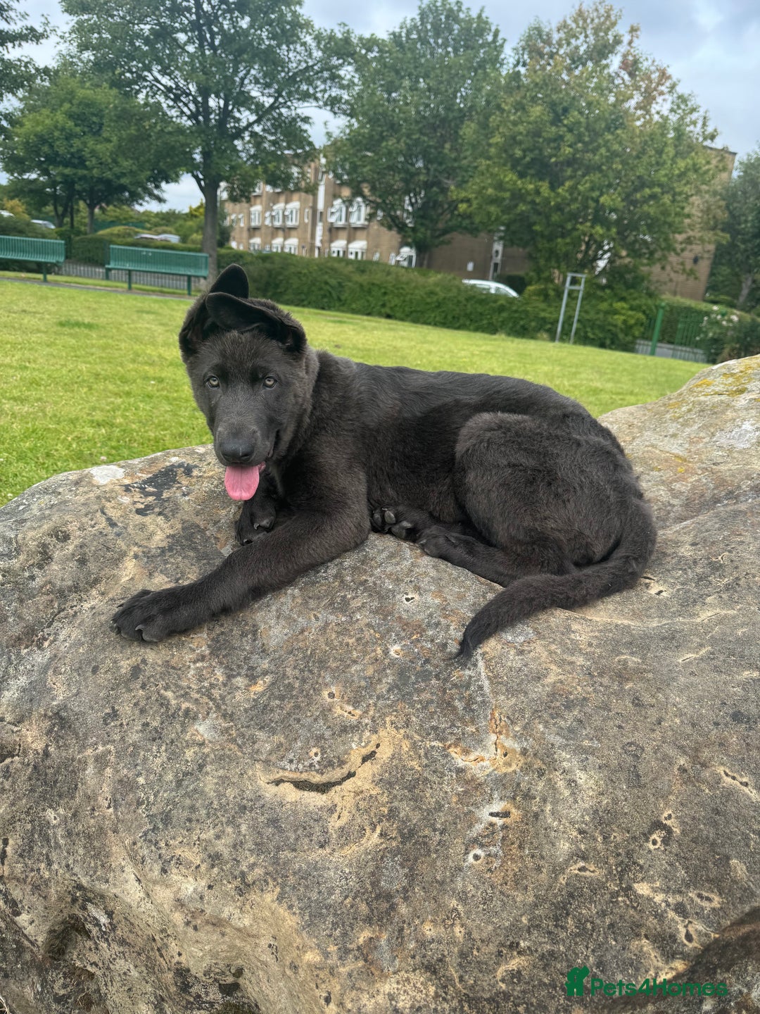 German Shepherd dogs for sale: Grey German Shepherd pup for sale - Image 4