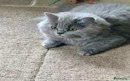 British Shorthair cats for sale: Last chunky kitten remaining  - Image 9