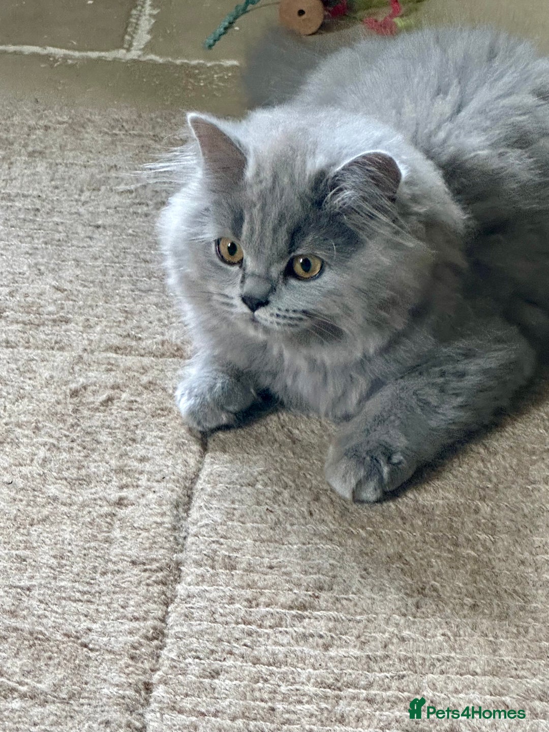 British Shorthair cats for sale: Last chunky kitten remaining  - Image 9