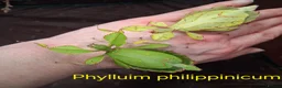 Stick Insects invertebrates for sale: Stick Insect Nymphs and Eggs for Sale - Advert 4