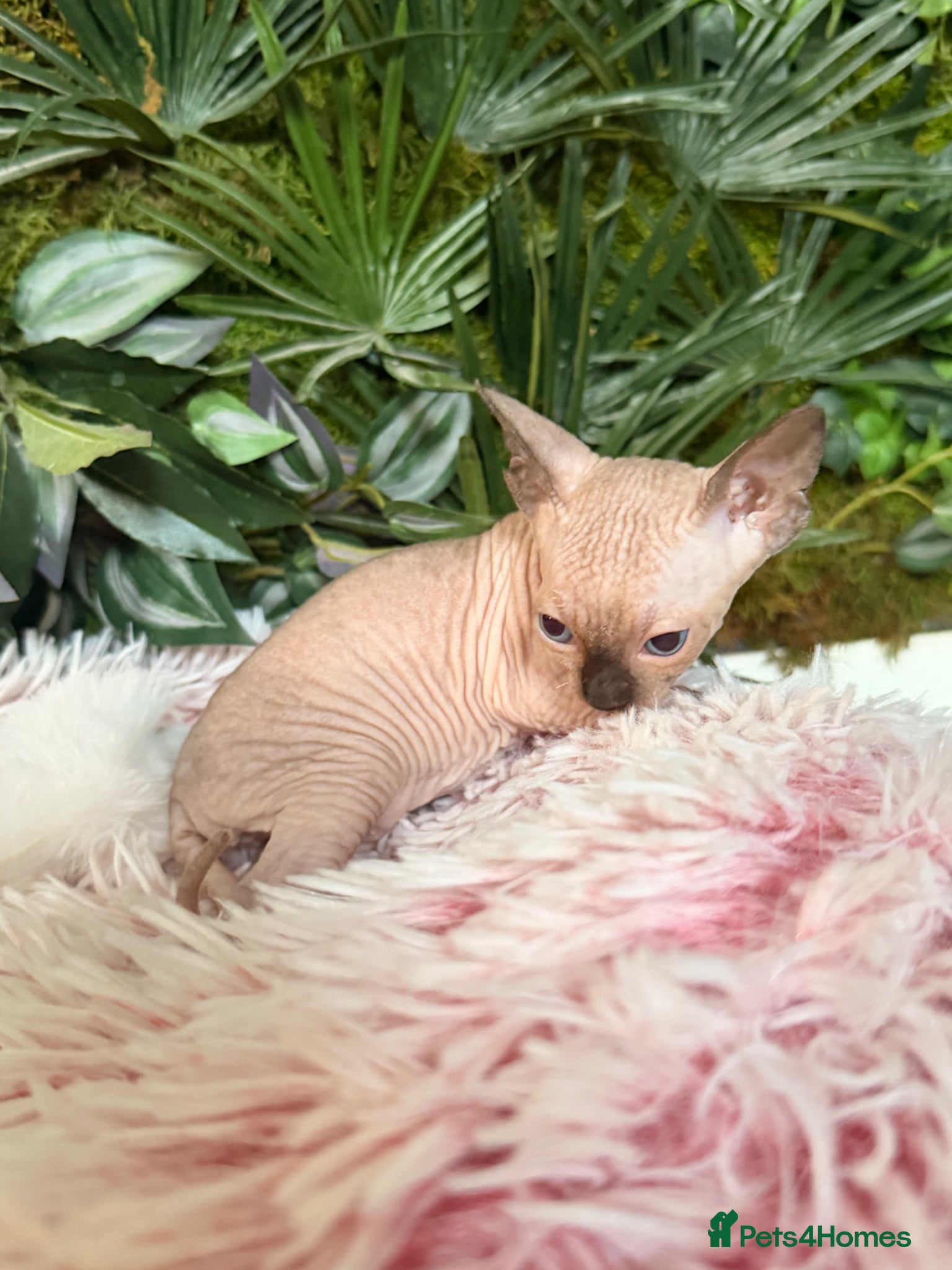 Sphynx cats for sale: 3 stunning kittens available! - Advert 8