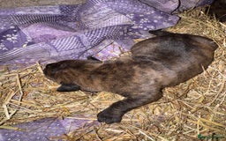 Cane Corso dogs for sale: Cane corso puppy’s. - Image 4