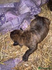 Cane Corso Puppy 4
