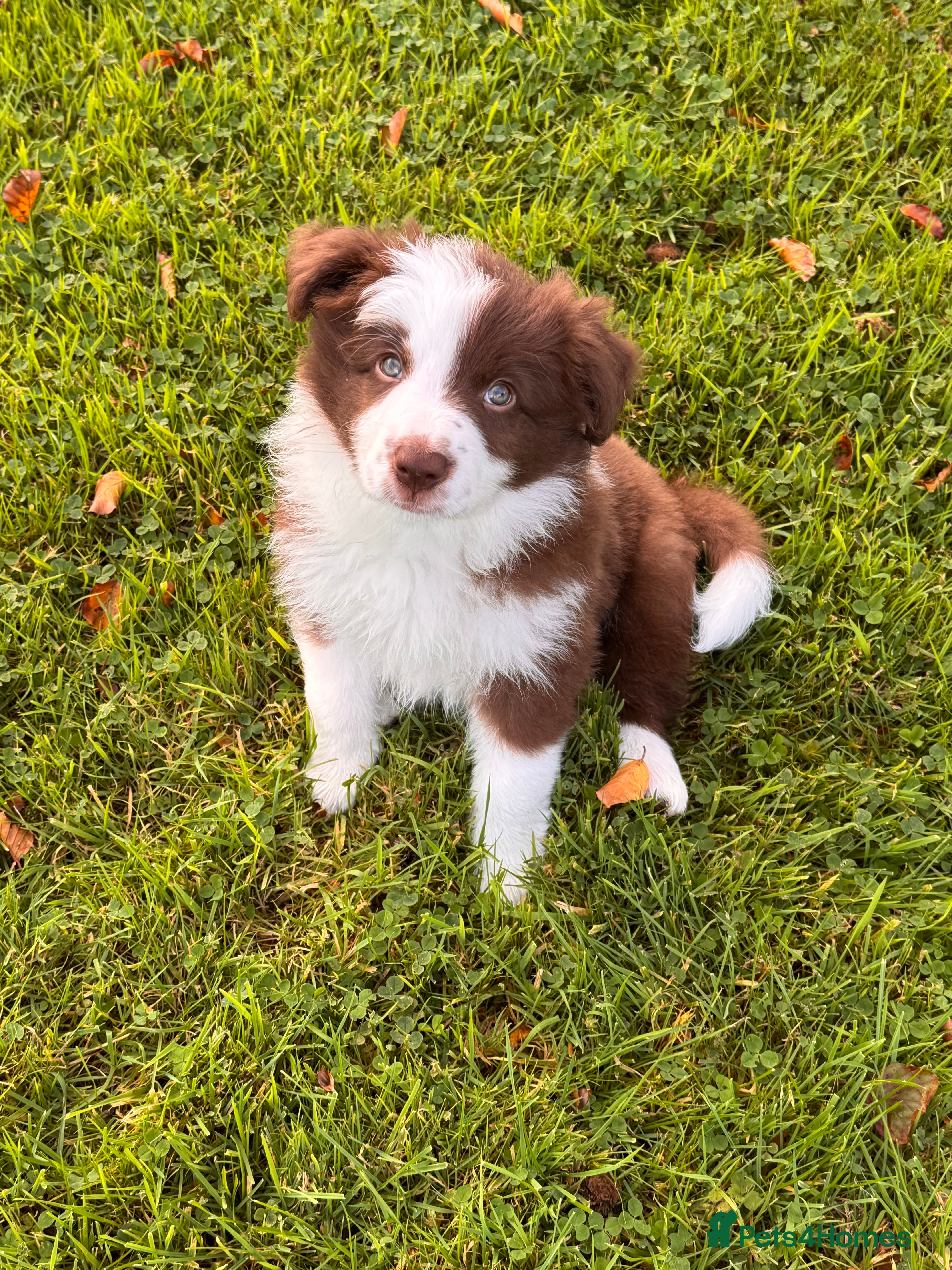 Border Collie dogs Stunning long coated male border collie puppies - Advert 2