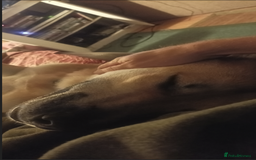 Mixed Breed dogs for sale: Odin. Sweet and beautiful crossbreed boy - Image 22